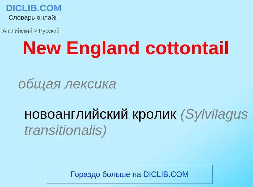 ¿Cómo se dice New England cottontail en Ruso? Traducción de &#39New England cottontail&#39 al Ruso