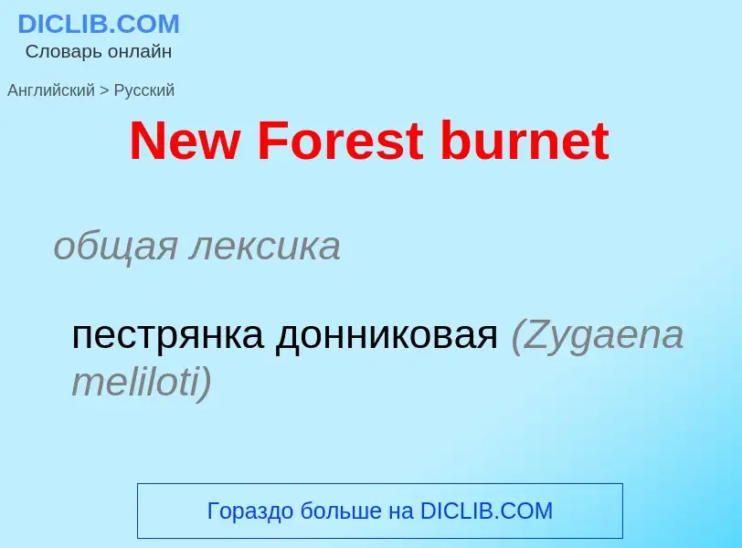 ¿Cómo se dice New Forest burnet en Ruso? Traducción de &#39New Forest burnet&#39 al Ruso