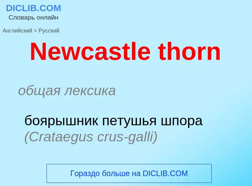 Übersetzung von &#39Newcastle thorn&#39 in Russisch