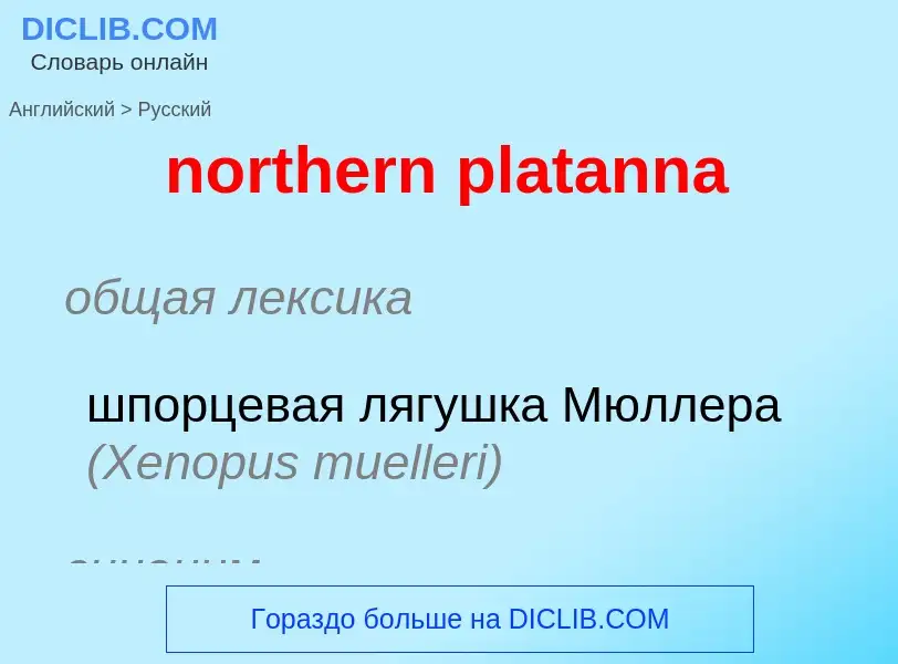 Como se diz northern platanna em Russo? Tradução de &#39northern platanna&#39 em Russo