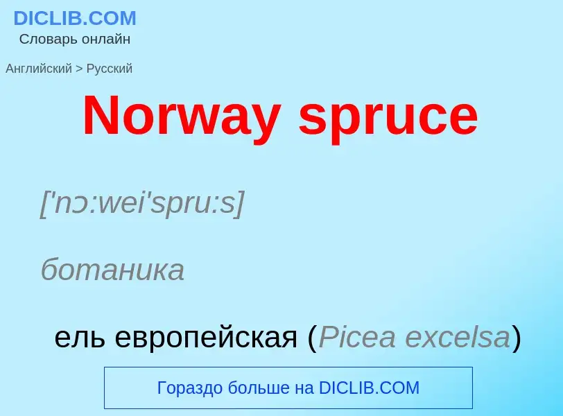 Übersetzung von &#39Norway spruce&#39 in Russisch