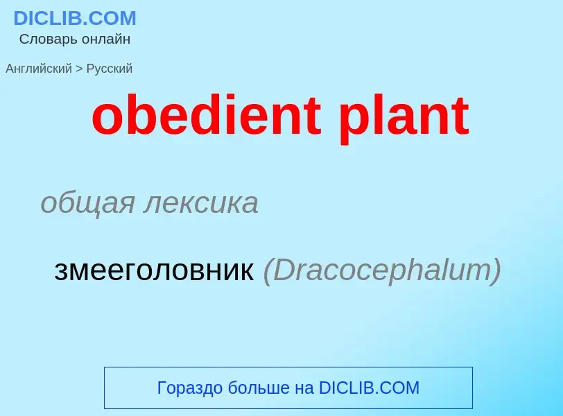 Как переводится obedient plant на Русский язык