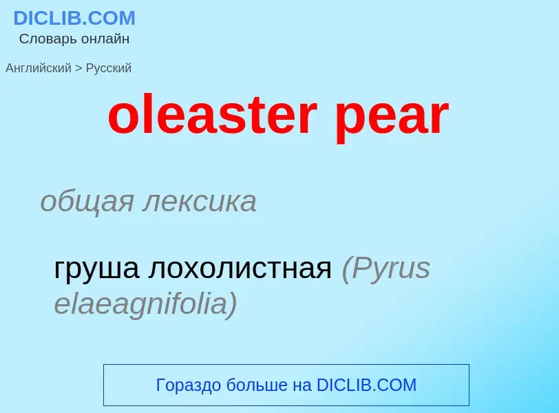 Как переводится oleaster pear на Русский язык