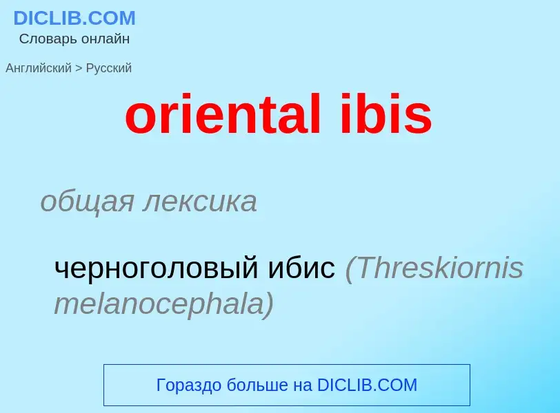 Vertaling van &#39oriental ibis&#39 naar Russisch