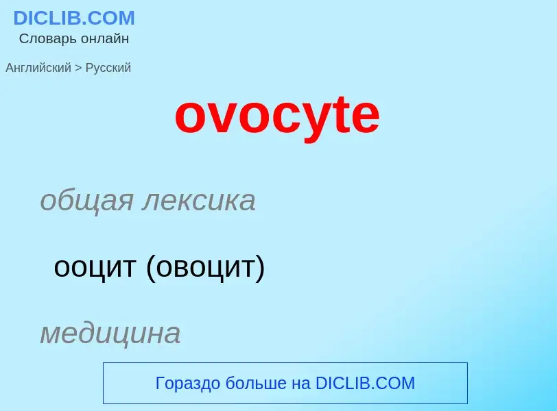 Как переводится ovocyte на Русский язык