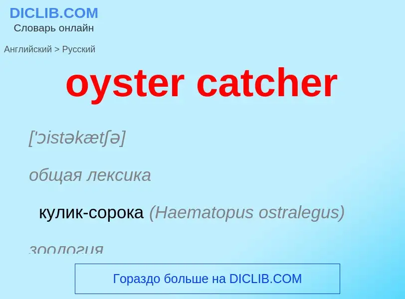 Μετάφραση του &#39oyster catcher&#39 σε Ρωσικά