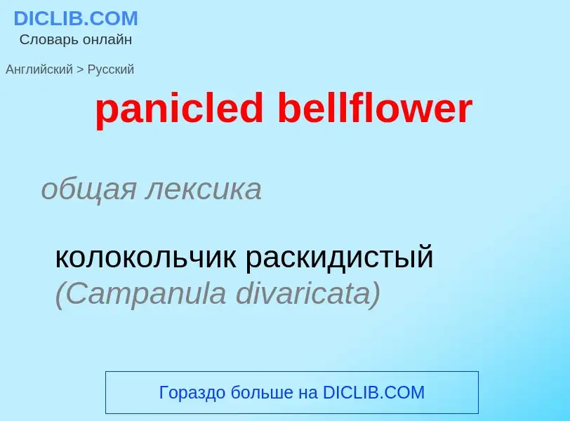 Vertaling van &#39panicled bellflower&#39 naar Russisch