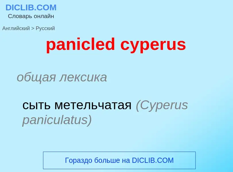 Как переводится panicled cyperus на Русский язык