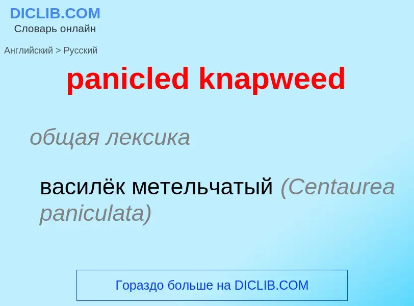 Как переводится panicled knapweed на Русский язык