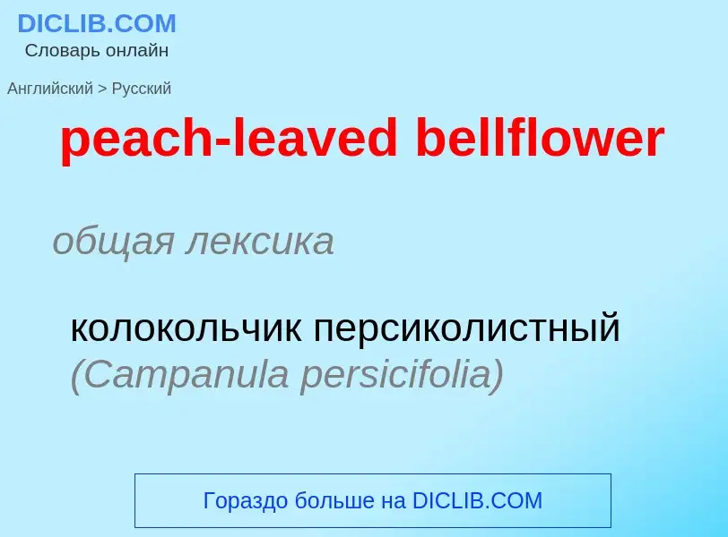 Vertaling van &#39peach-leaved bellflower&#39 naar Russisch