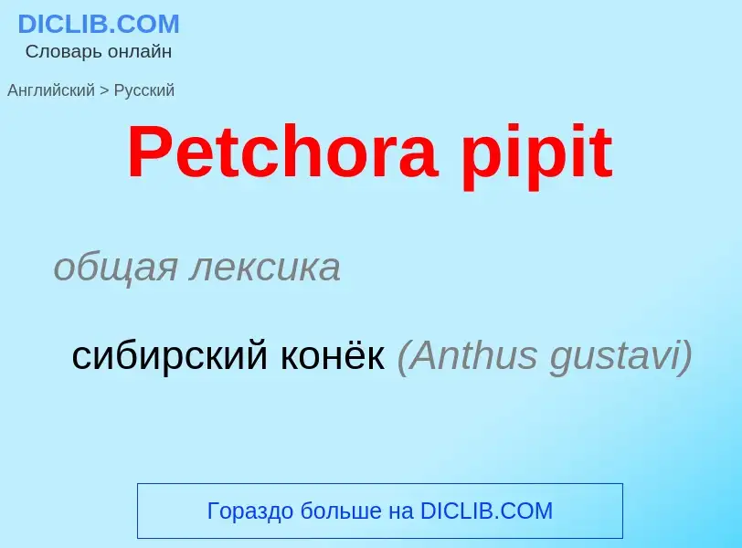 Как переводится Petchora pipit на Русский язык