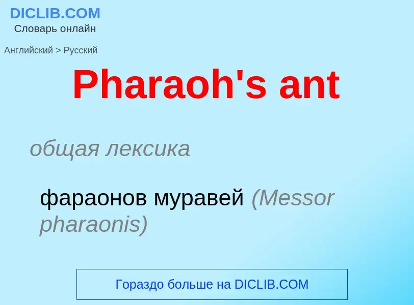 ¿Cómo se dice Pharaoh's ant en Ruso? Traducción de &#39Pharaoh's ant&#39 al Ruso