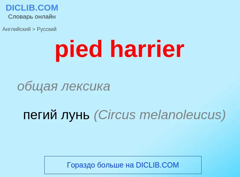 Como se diz pied harrier em Russo? Tradução de &#39pied harrier&#39 em Russo