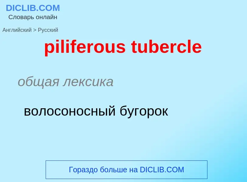 Como se diz piliferous tubercle em Russo? Tradução de &#39piliferous tubercle&#39 em Russo