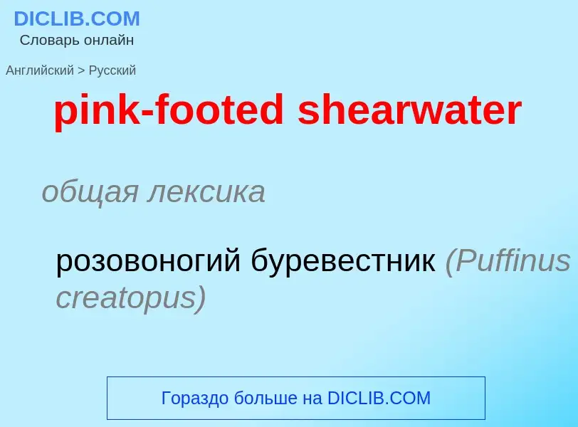 ¿Cómo se dice pink-footed shearwater en Ruso? Traducción de &#39pink-footed shearwater&#39 al Ruso