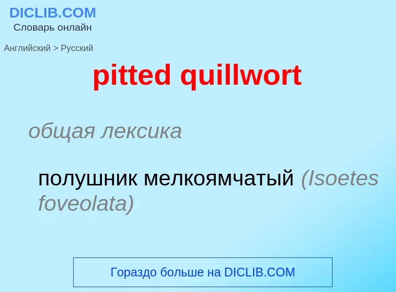 Como se diz pitted quillwort em Russo? Tradução de &#39pitted quillwort&#39 em Russo