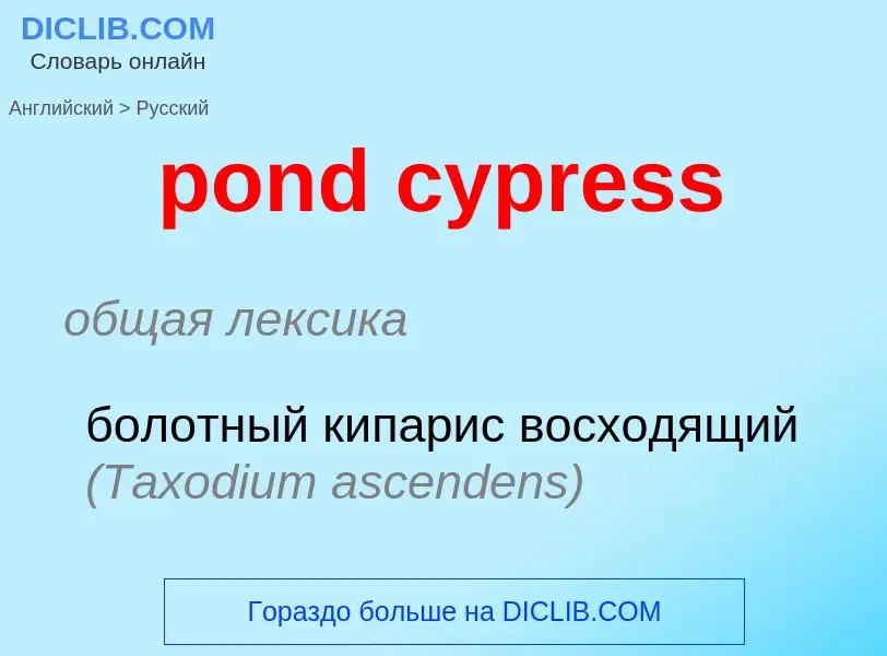 Как переводится pond cypress на Русский язык