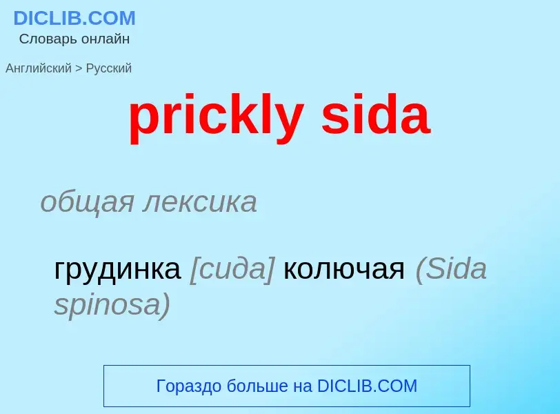 ¿Cómo se dice prickly sida en Ruso? Traducción de &#39prickly sida&#39 al Ruso