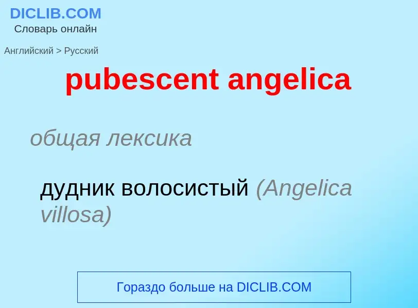 ¿Cómo se dice pubescent angelica en Ruso? Traducción de &#39pubescent angelica&#39 al Ruso