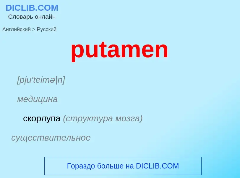 Как переводится putamen на Русский язык