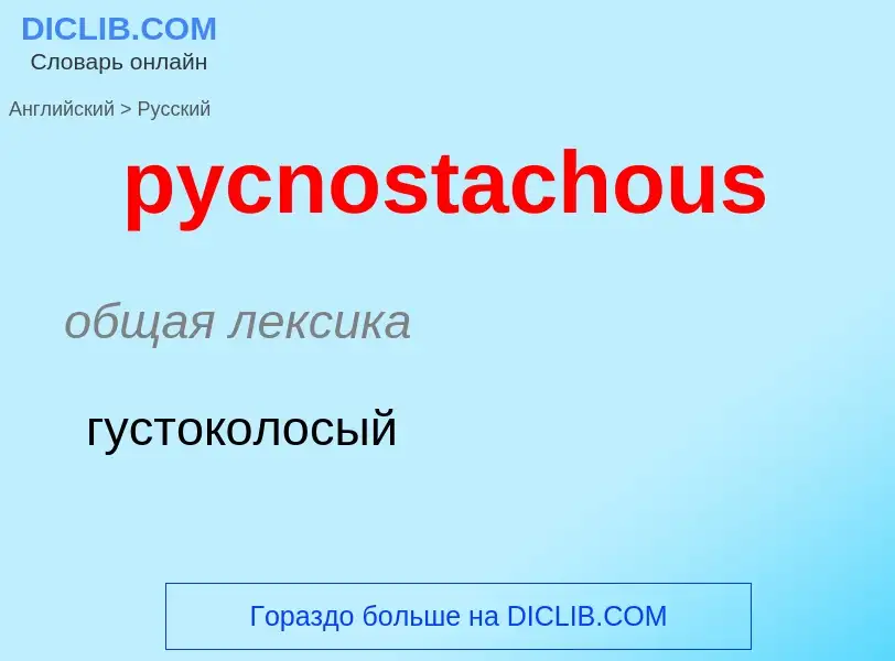 Как переводится pycnostachous на Русский язык