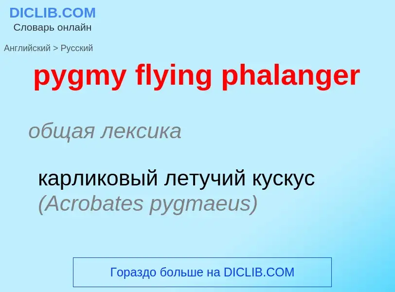 Как переводится pygmy flying phalanger на Русский язык