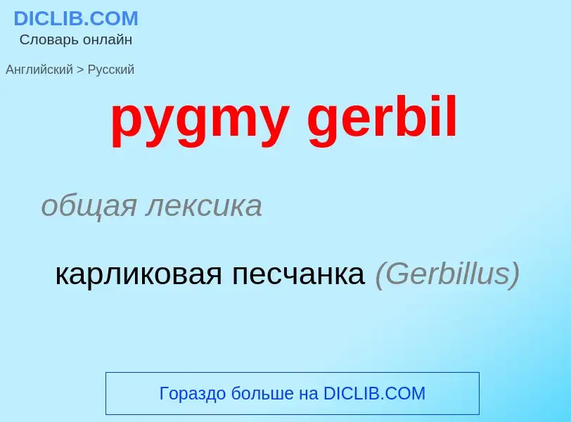 Как переводится pygmy gerbil на Русский язык