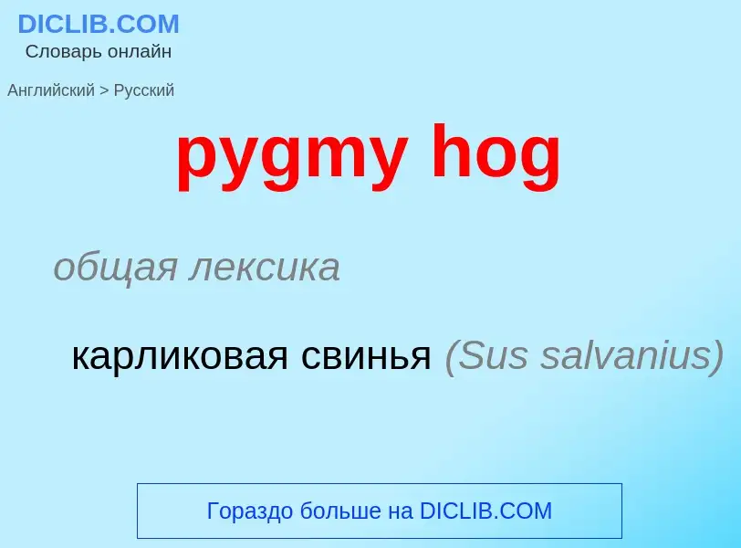 Como se diz pygmy hog em Russo? Tradução de &#39pygmy hog&#39 em Russo