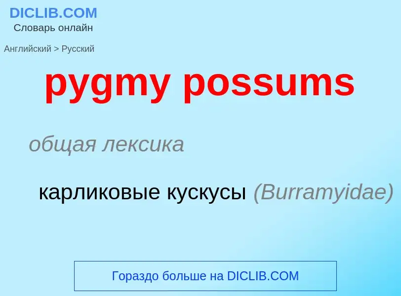 Как переводится pygmy possums на Русский язык