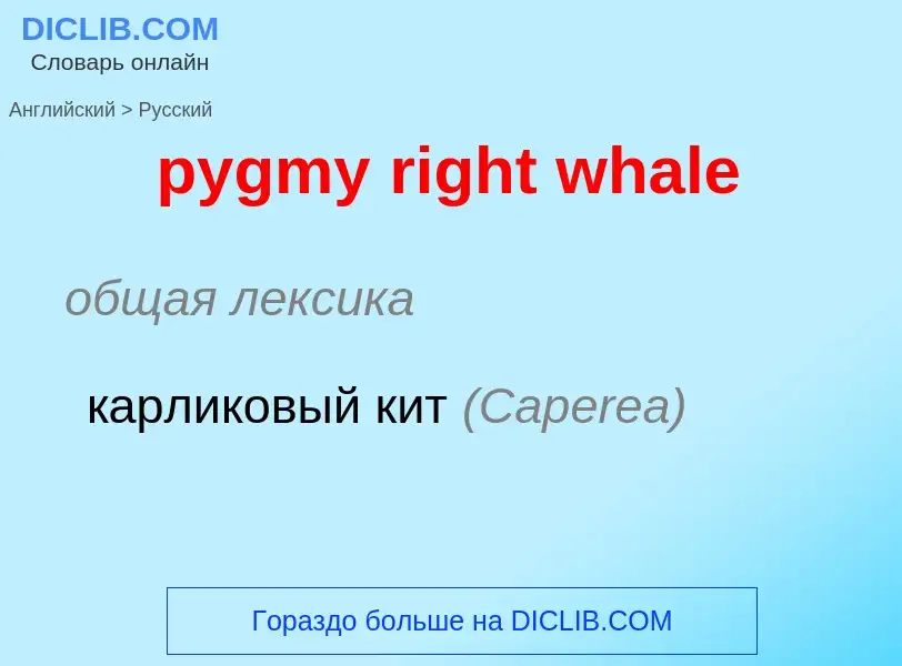 Как переводится pygmy right whale на Русский язык