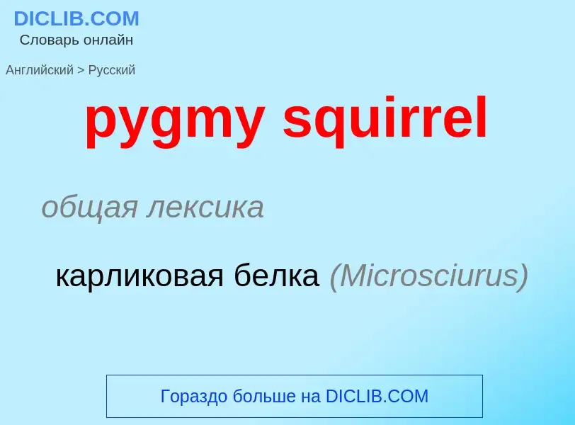 Μετάφραση του &#39pygmy squirrel&#39 σε Ρωσικά