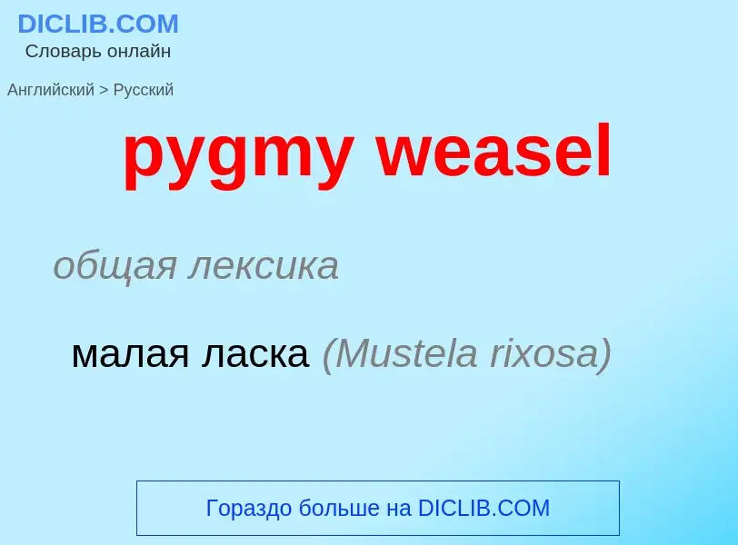 Как переводится pygmy weasel на Русский язык