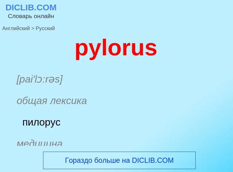 Как переводится pylorus на Русский язык