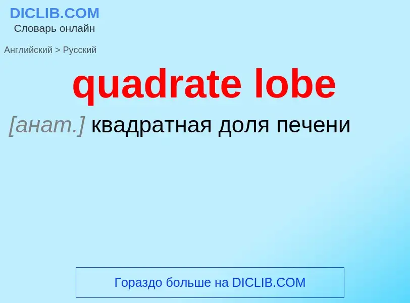 Μετάφραση του &#39quadrate lobe&#39 σε Ρωσικά