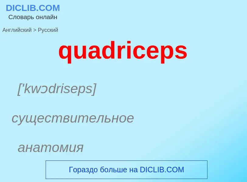 Как переводится quadriceps на Русский язык