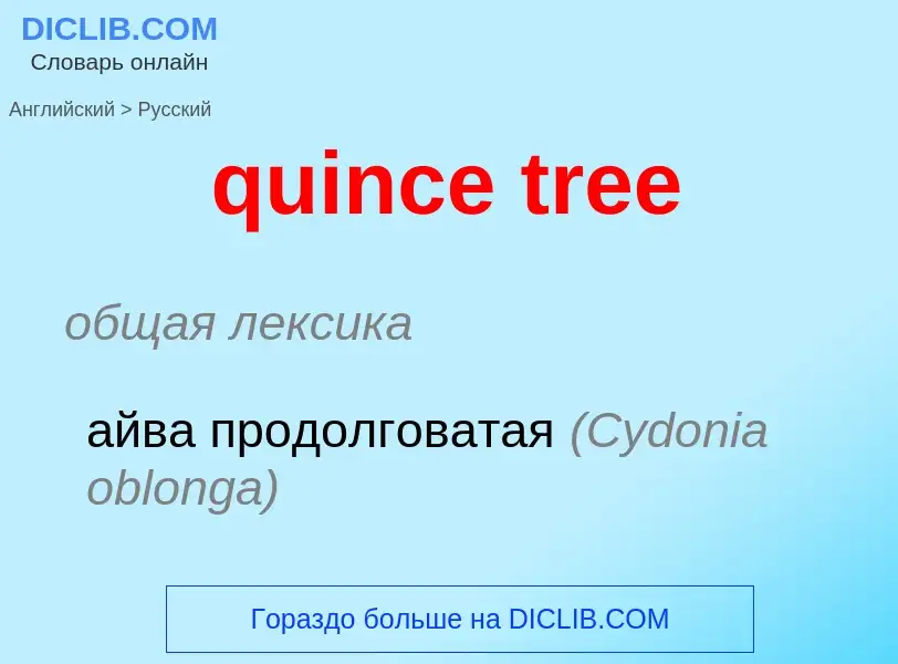 Como se diz quince tree em Russo? Tradução de &#39quince tree&#39 em Russo