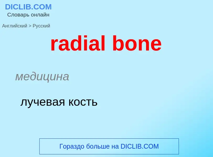 ¿Cómo se dice radial bone en Ruso? Traducción de &#39radial bone&#39 al Ruso