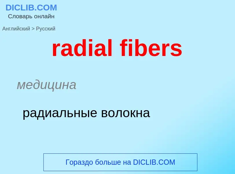 ¿Cómo se dice radial fibers en Ruso? Traducción de &#39radial fibers&#39 al Ruso