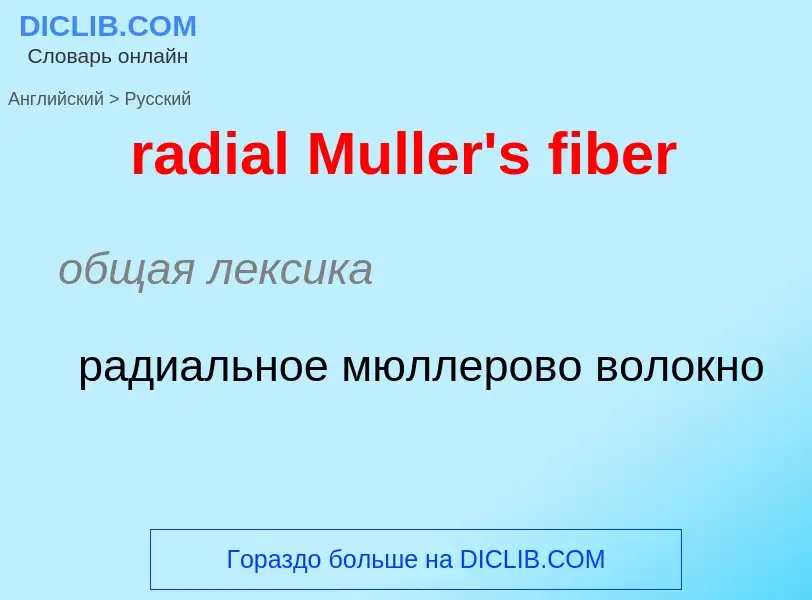 ¿Cómo se dice radial Muller's fiber en Ruso? Traducción de &#39radial Muller's fiber&#39 al Ruso