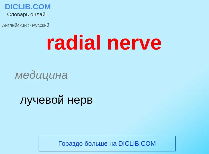 ¿Cómo se dice radial nerve en Ruso? Traducción de &#39radial nerve&#39 al Ruso