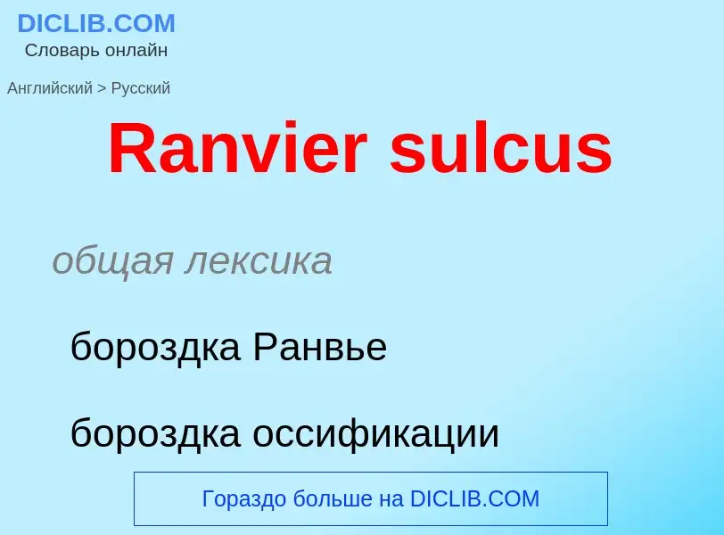 ¿Cómo se dice Ranvier sulcus en Ruso? Traducción de &#39Ranvier sulcus&#39 al Ruso