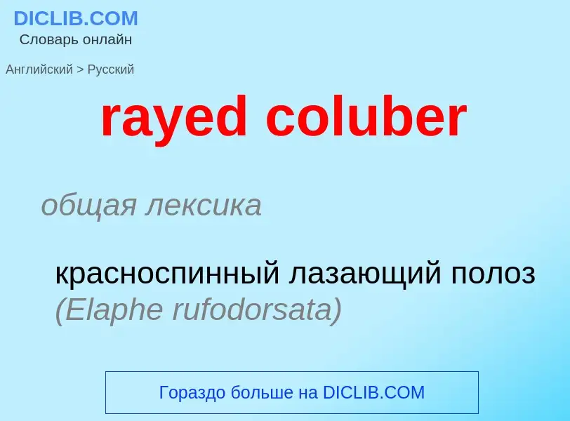 Как переводится rayed coluber на Русский язык