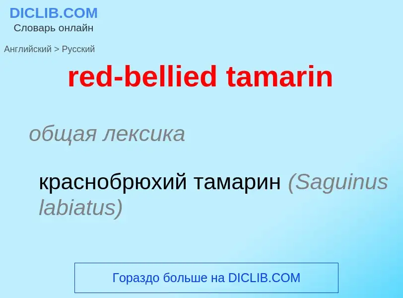 Traduction de &#39red-bellied tamarin&#39 en Russe