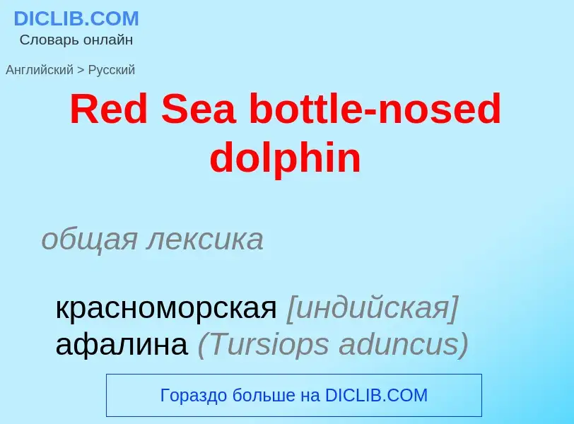 ¿Cómo se dice Red Sea bottle-nosed dolphin en Ruso? Traducción de &#39Red Sea bottle-nosed dolphin&#