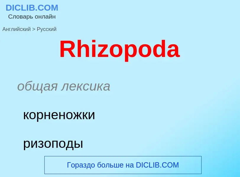 ¿Cómo se dice Rhizopoda en Ruso? Traducción de &#39Rhizopoda&#39 al Ruso