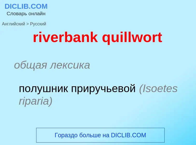 Como se diz riverbank quillwort em Russo? Tradução de &#39riverbank quillwort&#39 em Russo