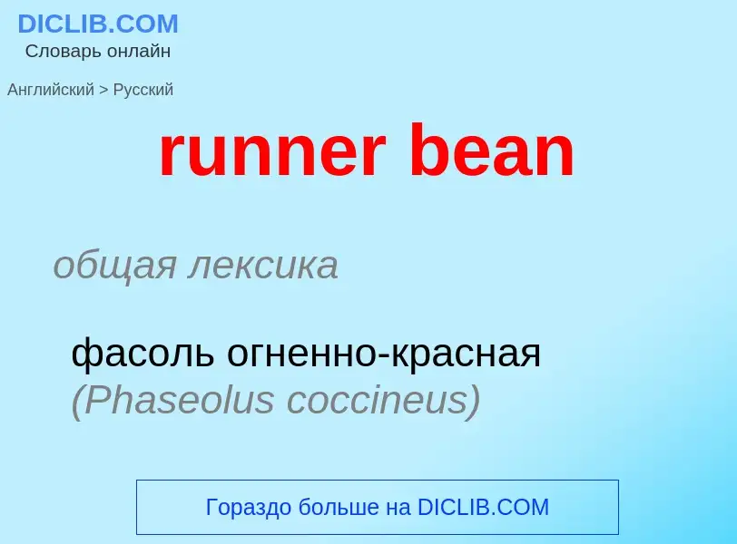 Как переводится runner bean на Русский язык