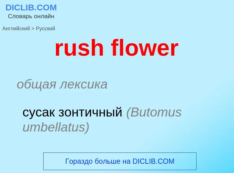 Μετάφραση του &#39rush flower&#39 σε Ρωσικά