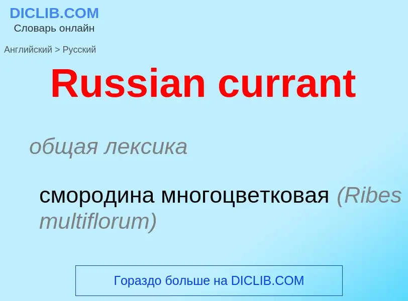 ¿Cómo se dice Russian currant en Ruso? Traducción de &#39Russian currant&#39 al Ruso