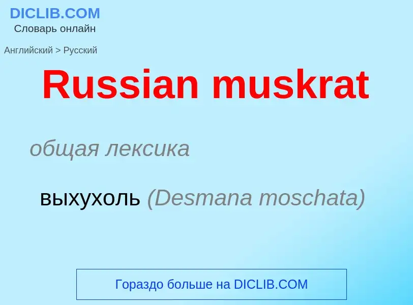 ¿Cómo se dice Russian muskrat en Ruso? Traducción de &#39Russian muskrat&#39 al Ruso